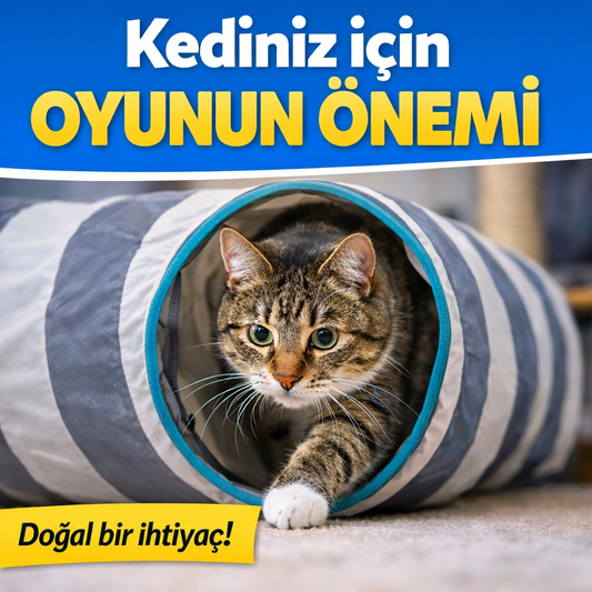 Evde Enerjisini Atamayan Kedilerde Görülen 5 Davranış